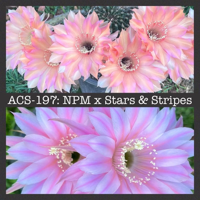 ACS-197: NPM x Stars &amp; Stripes