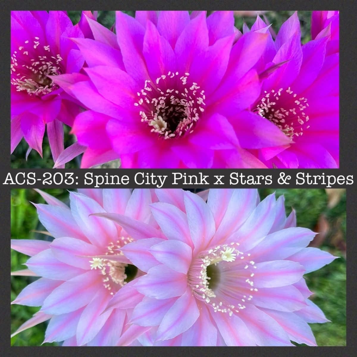 ACS-203: Spine City Pink x Stars &amp; Stripes