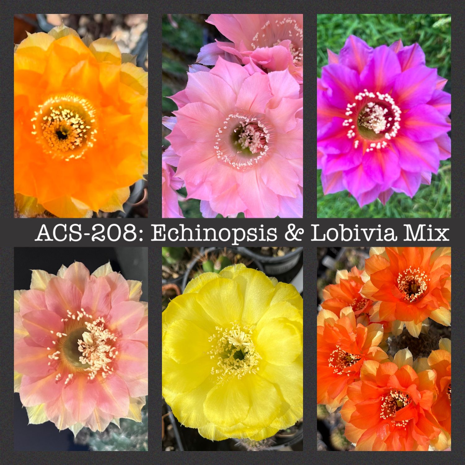 ACS-208: Mixed Lobivia &amp; Echinopsis
