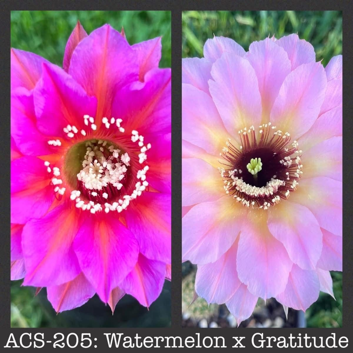 ACS-205: Watermelon x Gratitude