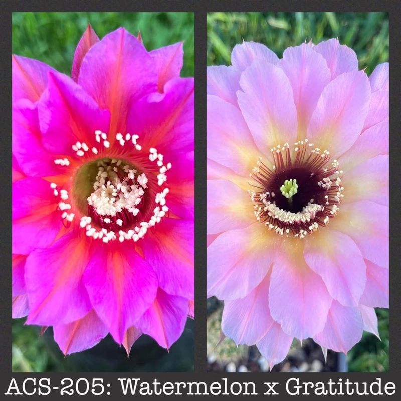 ACS-205: Watermelon x Gratitude
