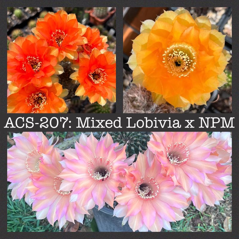 ACS-207: Mixed Lobivia x NPM
