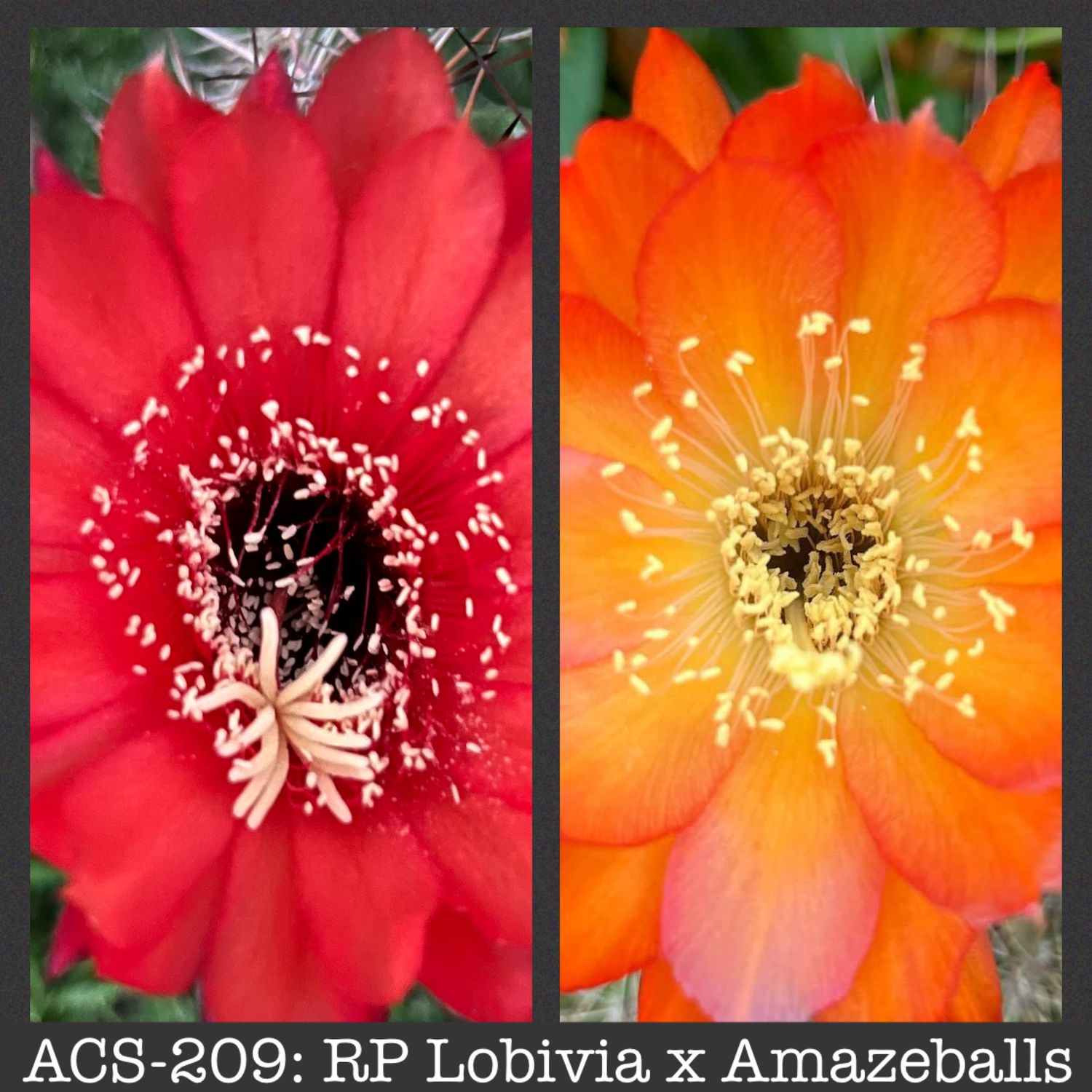 ACS-209: RP Lobivia x Amazeballs