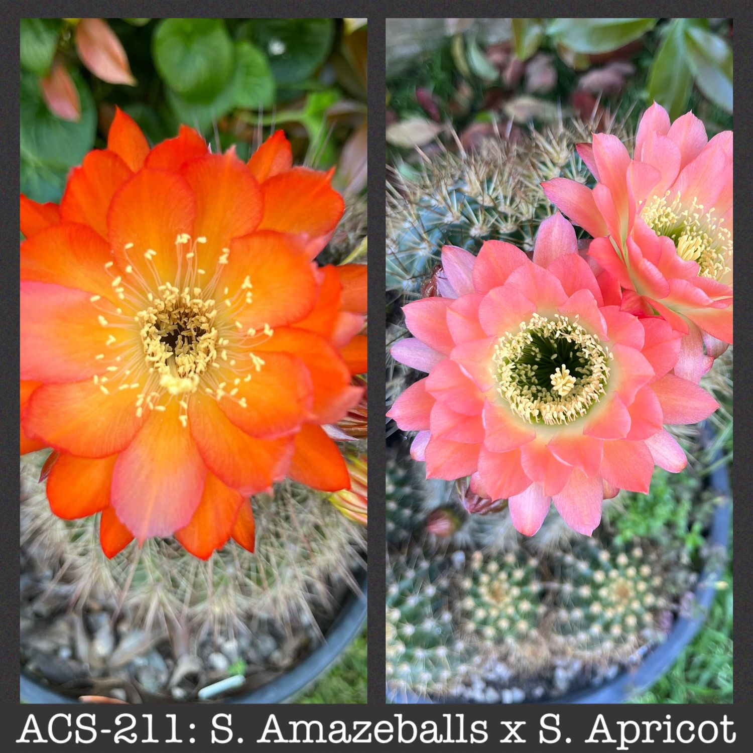 ACS-211: Amazeballs x Apricot