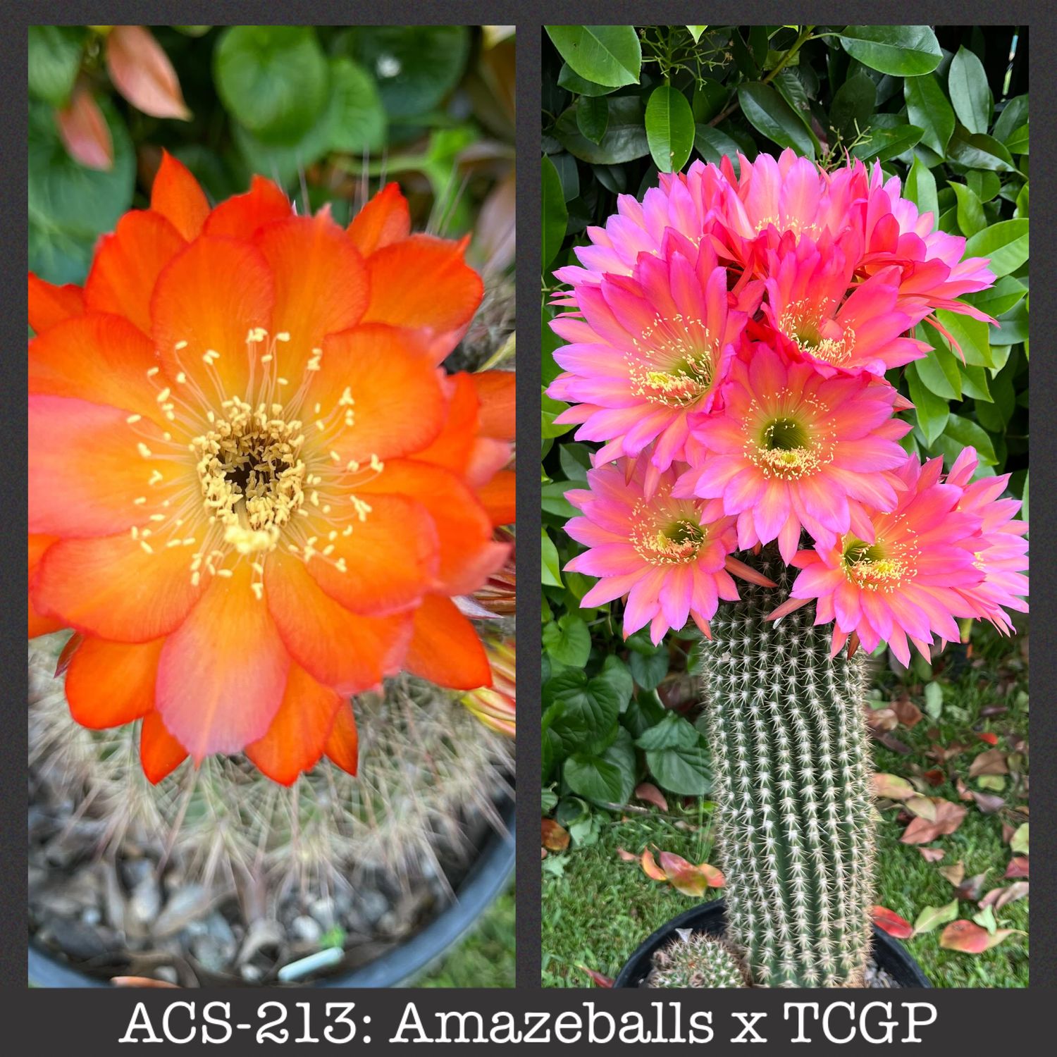 ACS-213: Amazeballs x TCGP