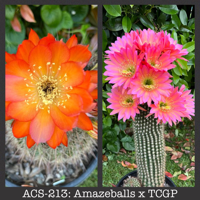 ACS-213: Amazeballs x TCGP