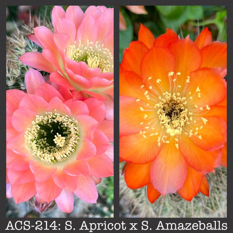 ACS-214: Apricot x Amazeballs