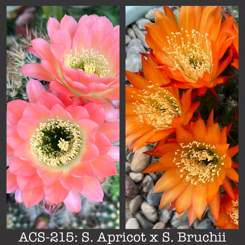 ACS-215: Apricot x S. Bruchii