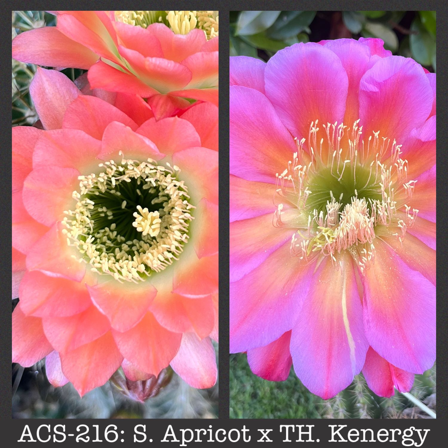 ACS-216: Apricot x Kenergy