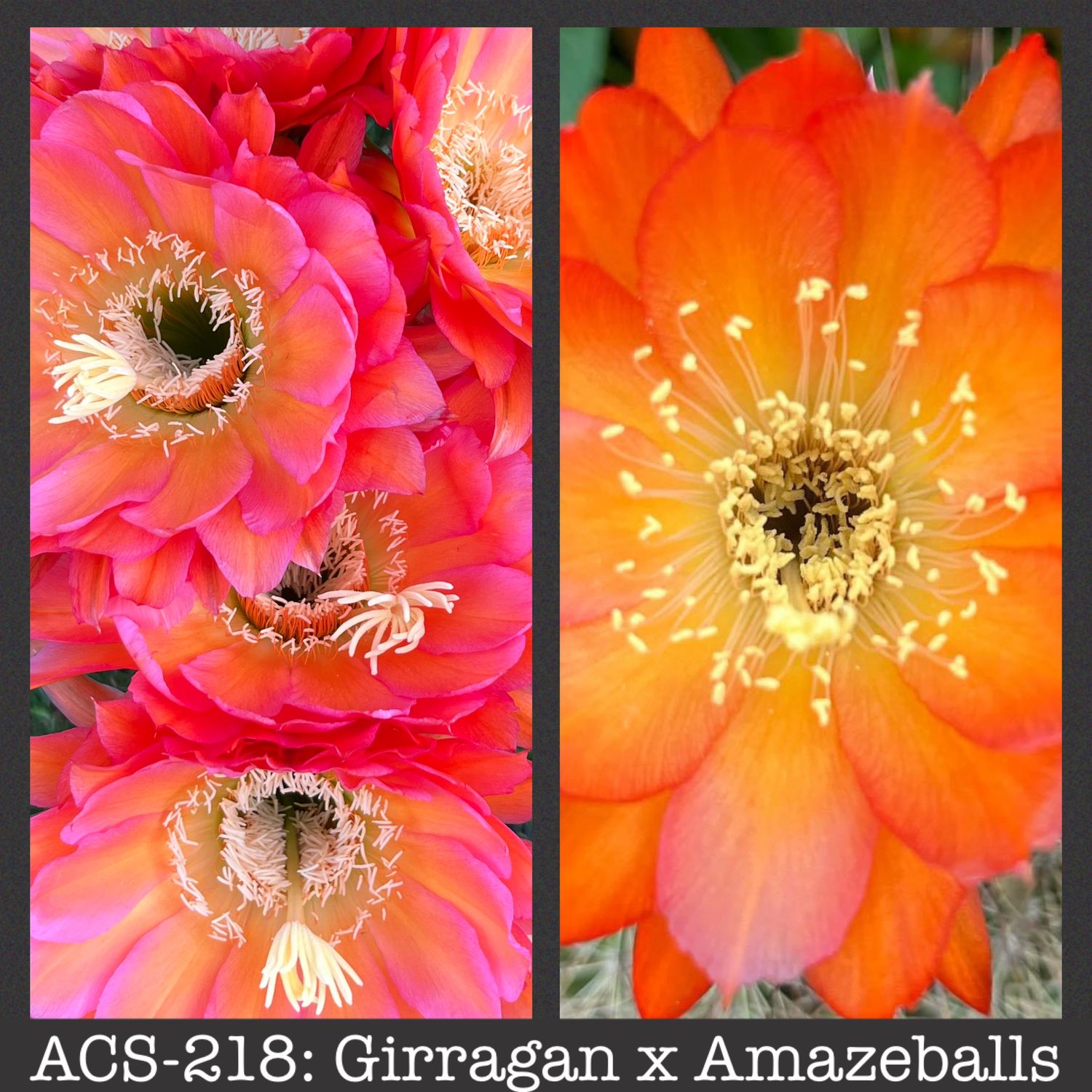 ACS-218: Girragan x Amazeballs