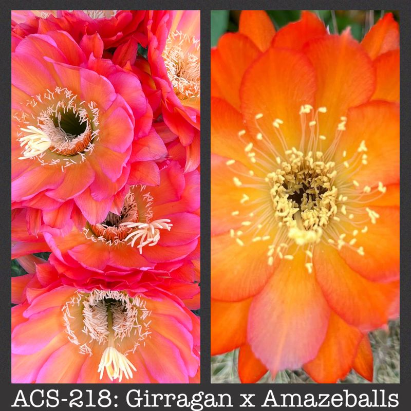 ACS-218: Girragan x Amazeballs