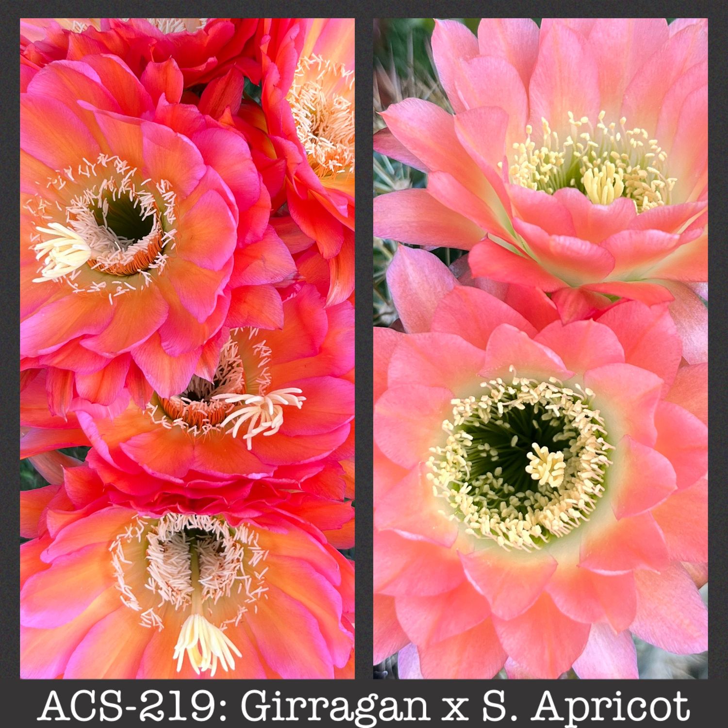 ACS-219: Girragan x Apricot