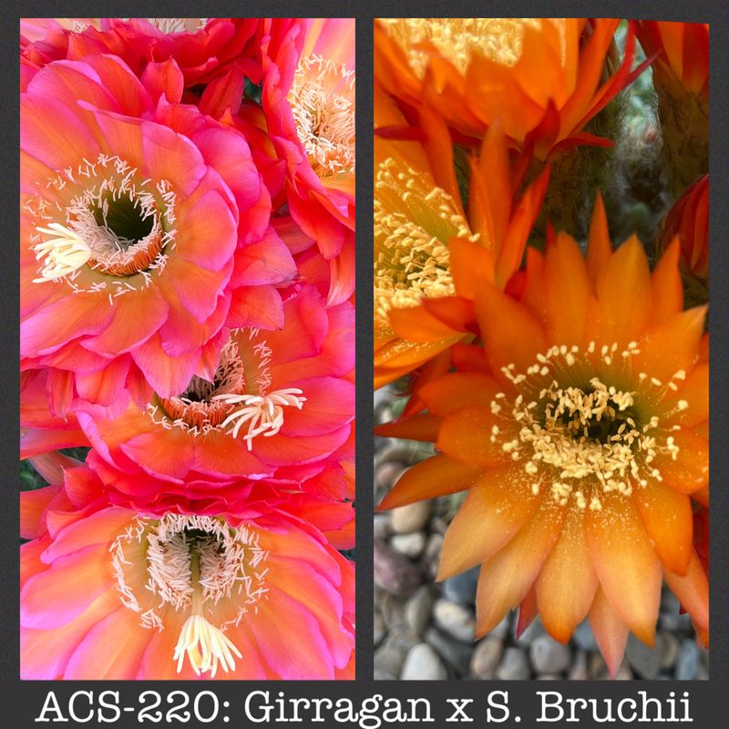 ACS-220: Girragan x S. Bruchii