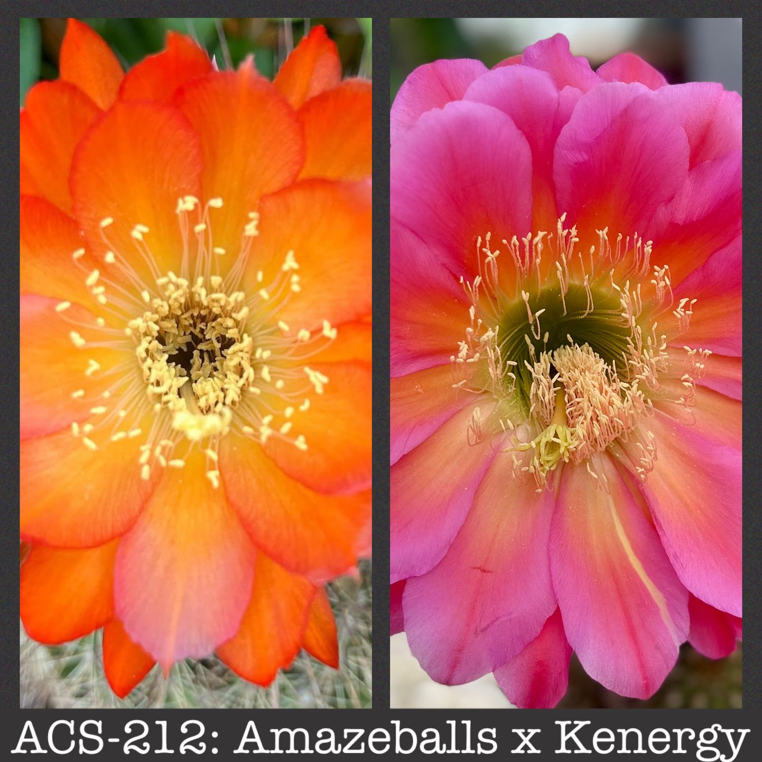 ACS-212: Amazeballs x Kenergy