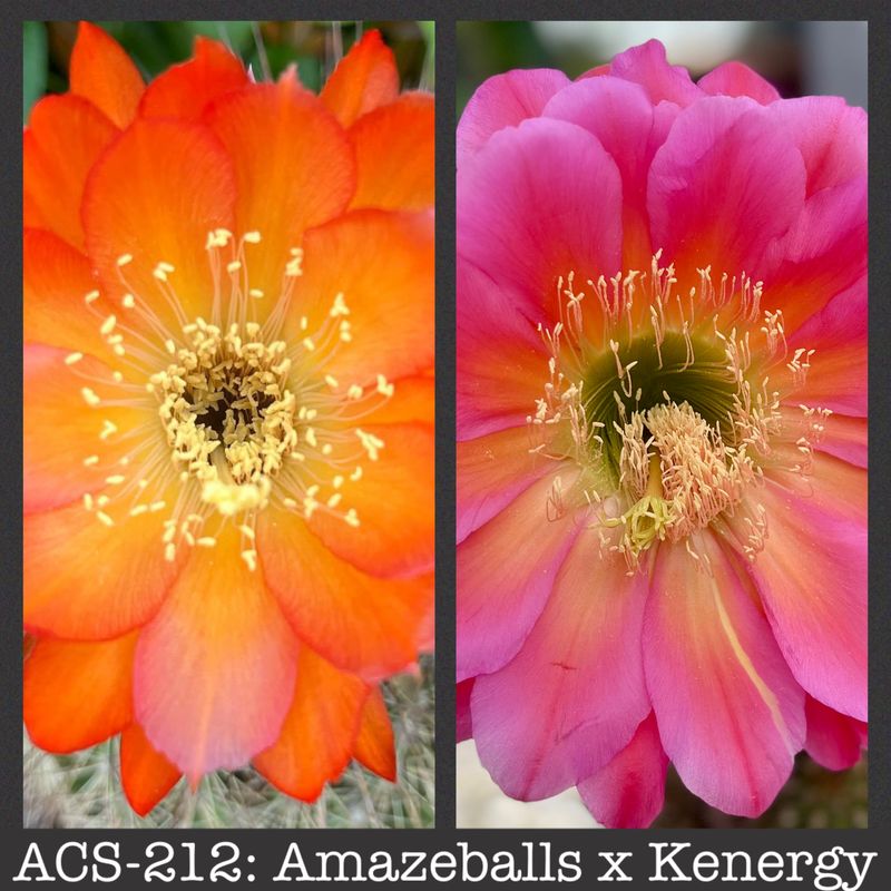 ACS-212: Amazeballs x Kenergy