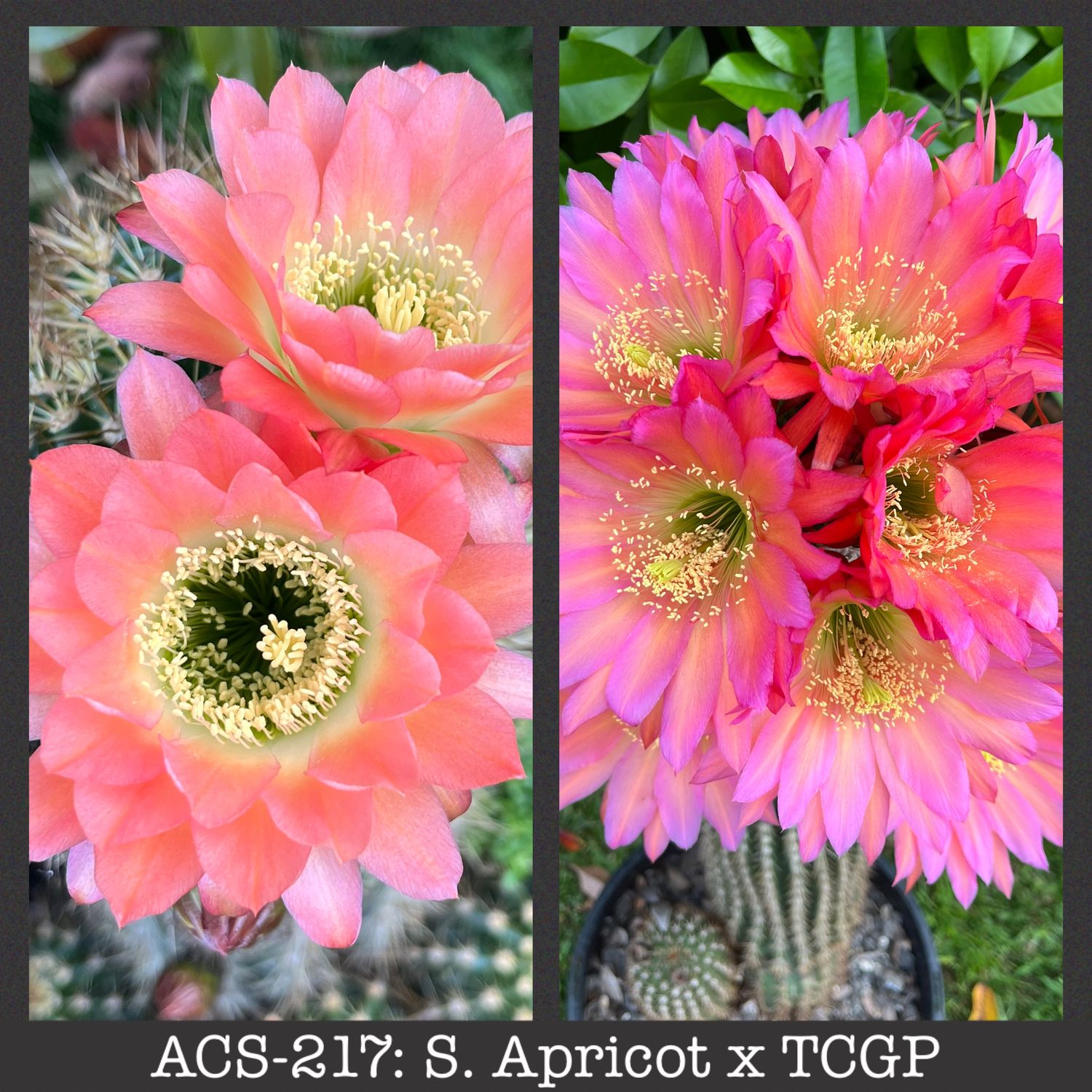 ACS-217: Apricot x TCGP