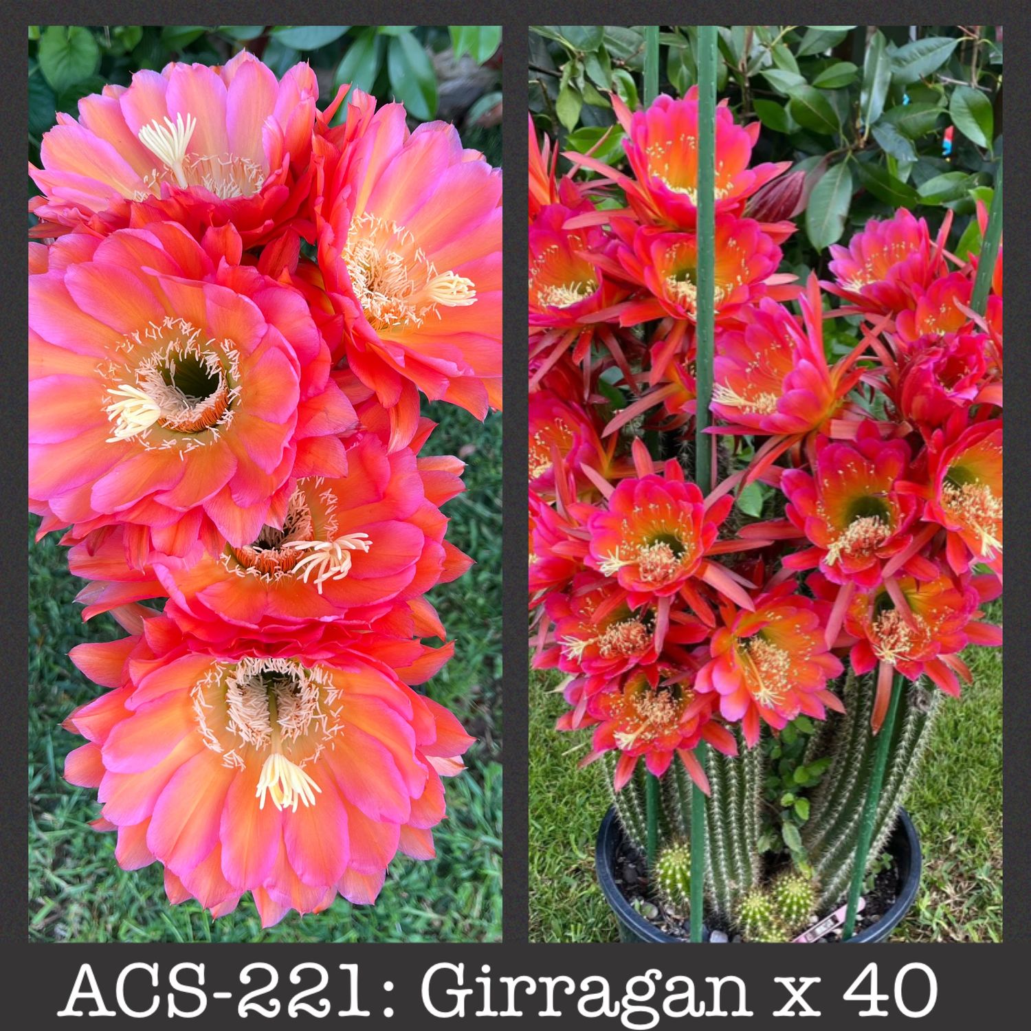 ACS-221: Girragan x 40