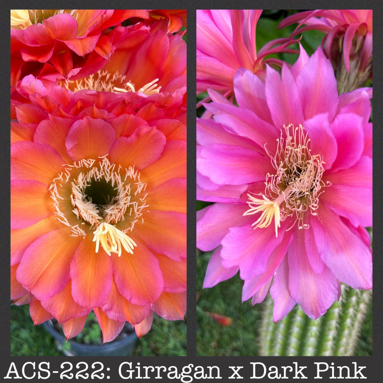 ACS-222: Girragan x Dark Pink