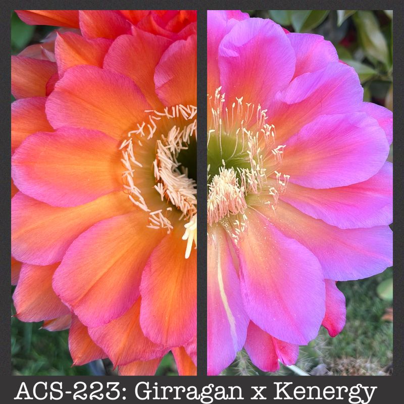 ACS-223: Girragan x Kenergy