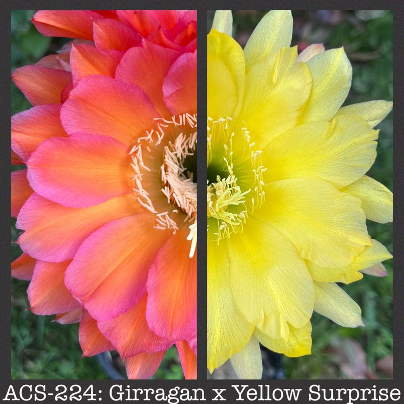 ACS-224: Girragan x Yellow Surprise