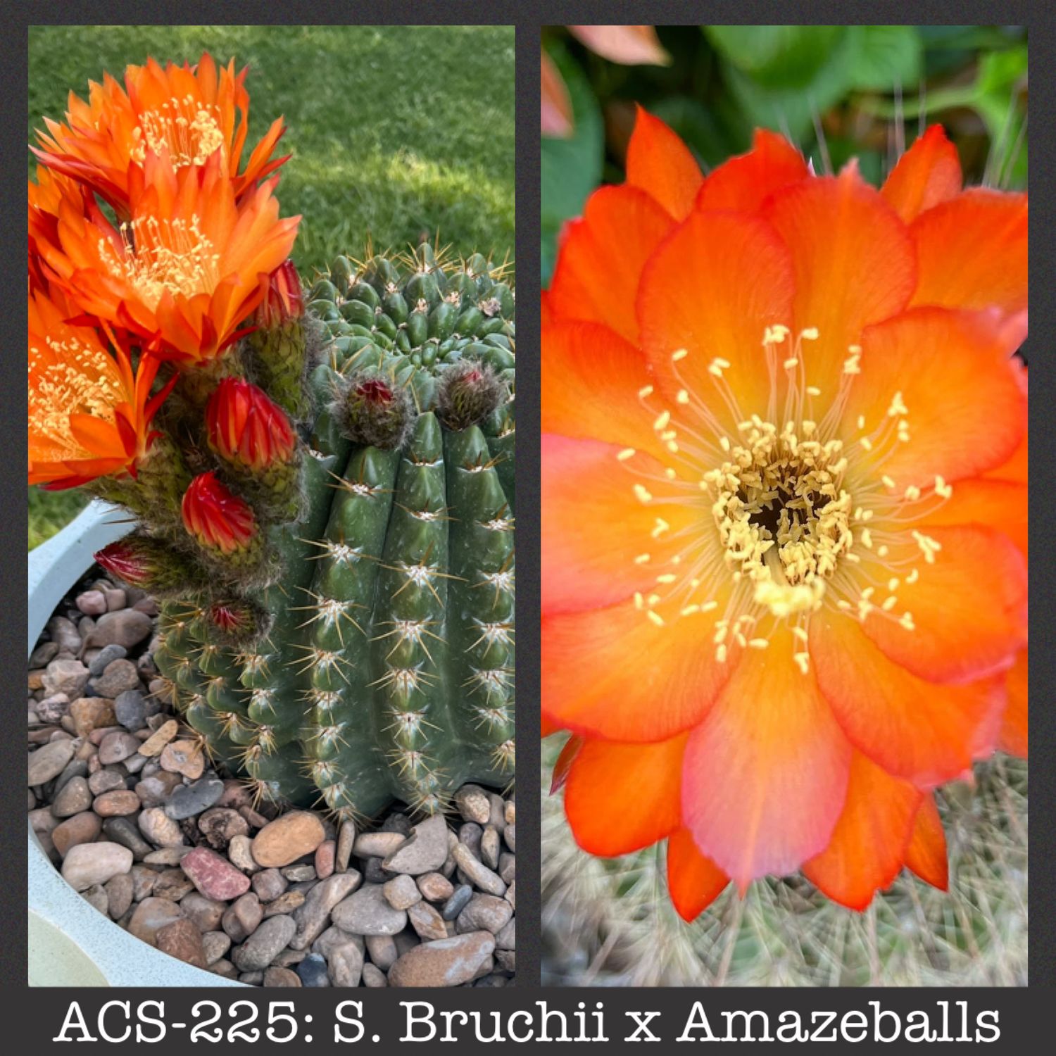 ACS-225: S. Bruchii x Amazeballs