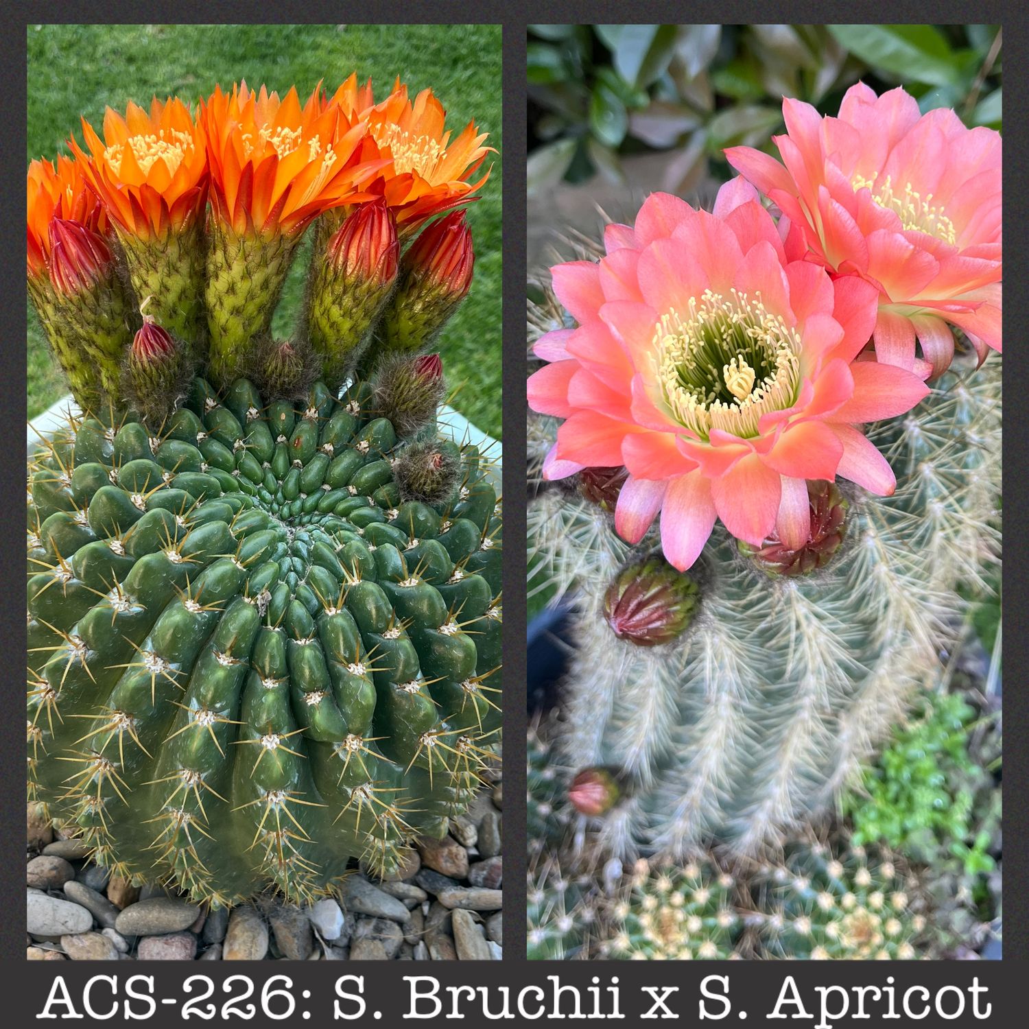 ACS-226: S. Bruchii x Apricot