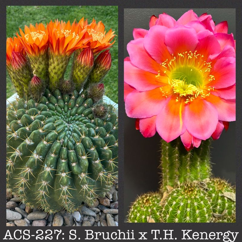 ACS-227: S. Bruchii x Kenergy