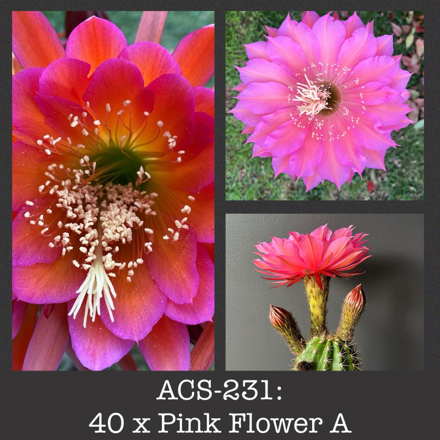 ACS-231: 40 x Pink Flower A