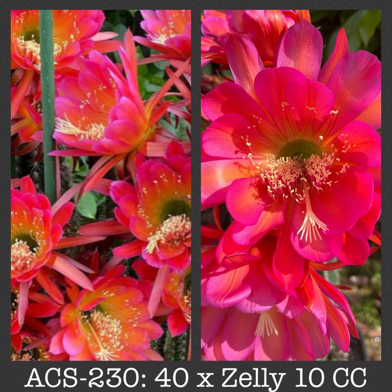 ACS-230: 40 x Zelly 10 CC