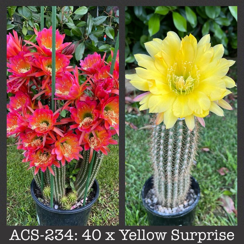 ACS-234: 40 x Yellow Surprise