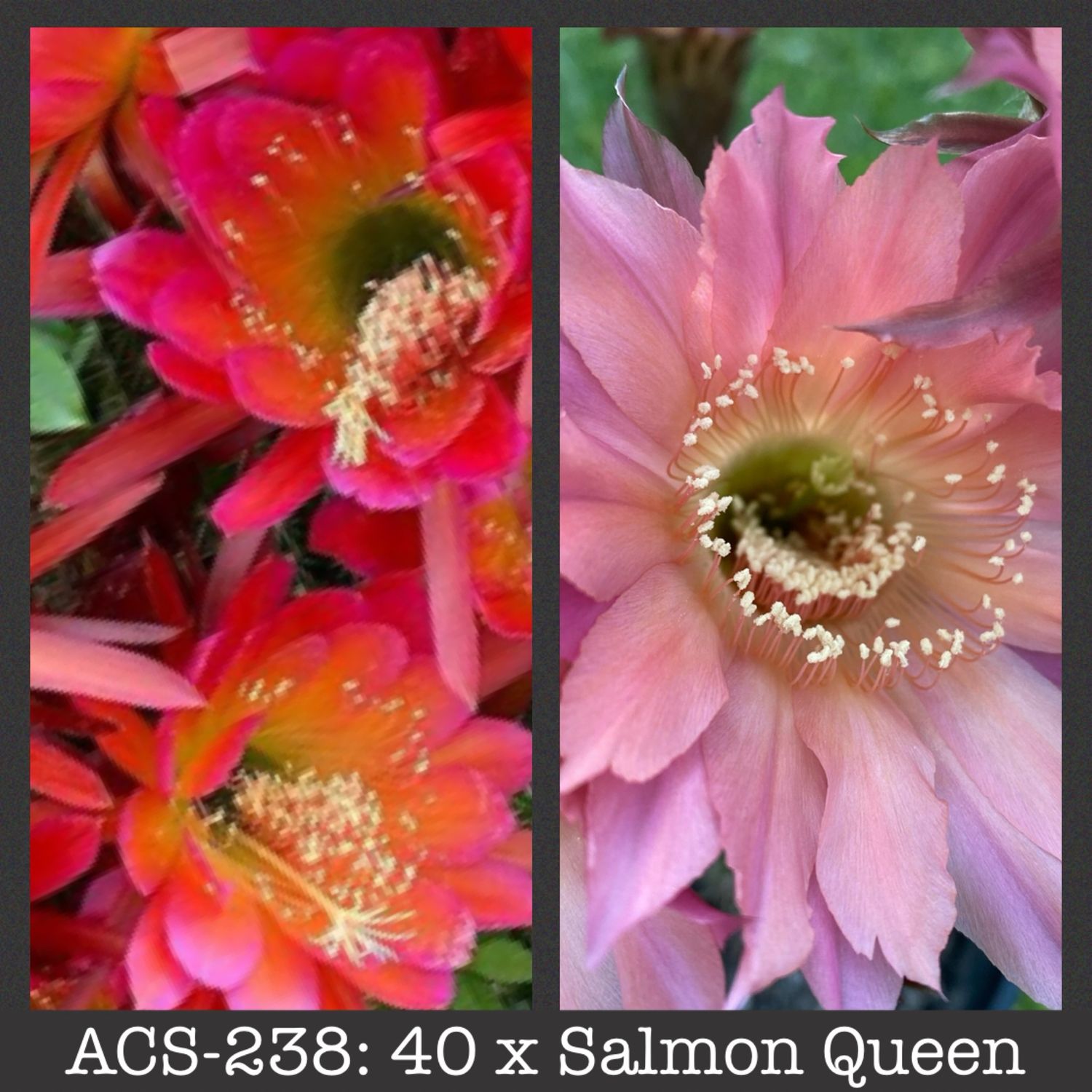 ACS-238: 40 x Salmon Queen