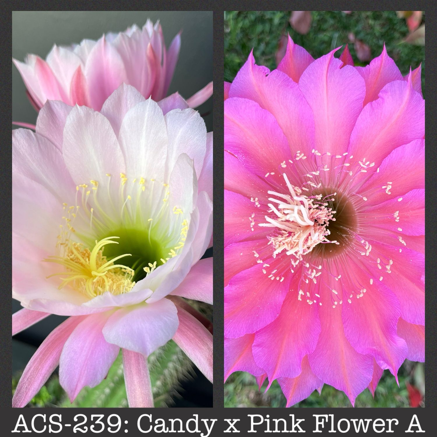 ACS-239: Candy x Pink Flower A