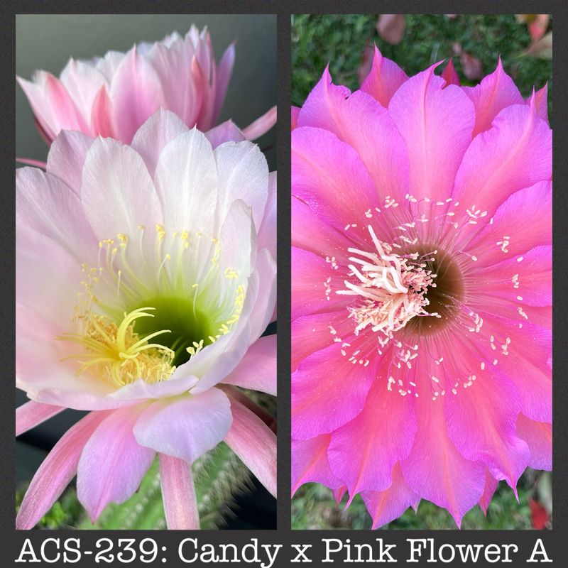 ACS-239: Candy x Pink Flower A