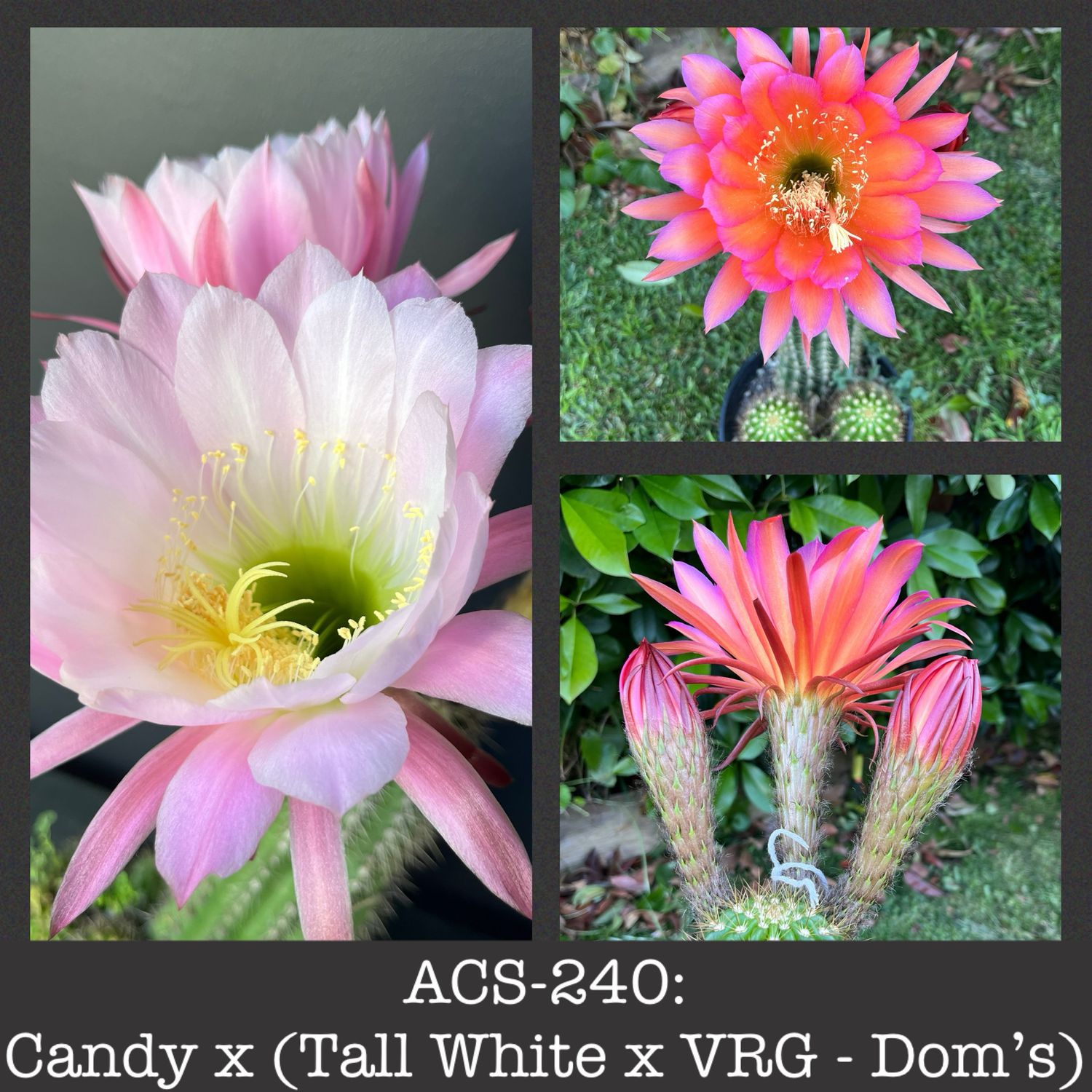 ACS-240: Candy x (Tall White x VRG - Dom’s)