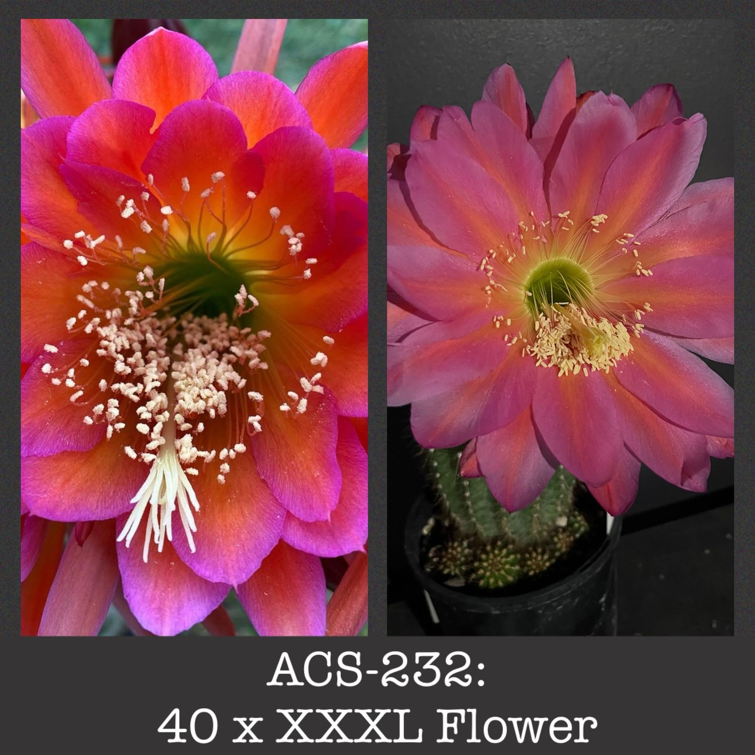 ACS-232: 40 x XXXL Flower