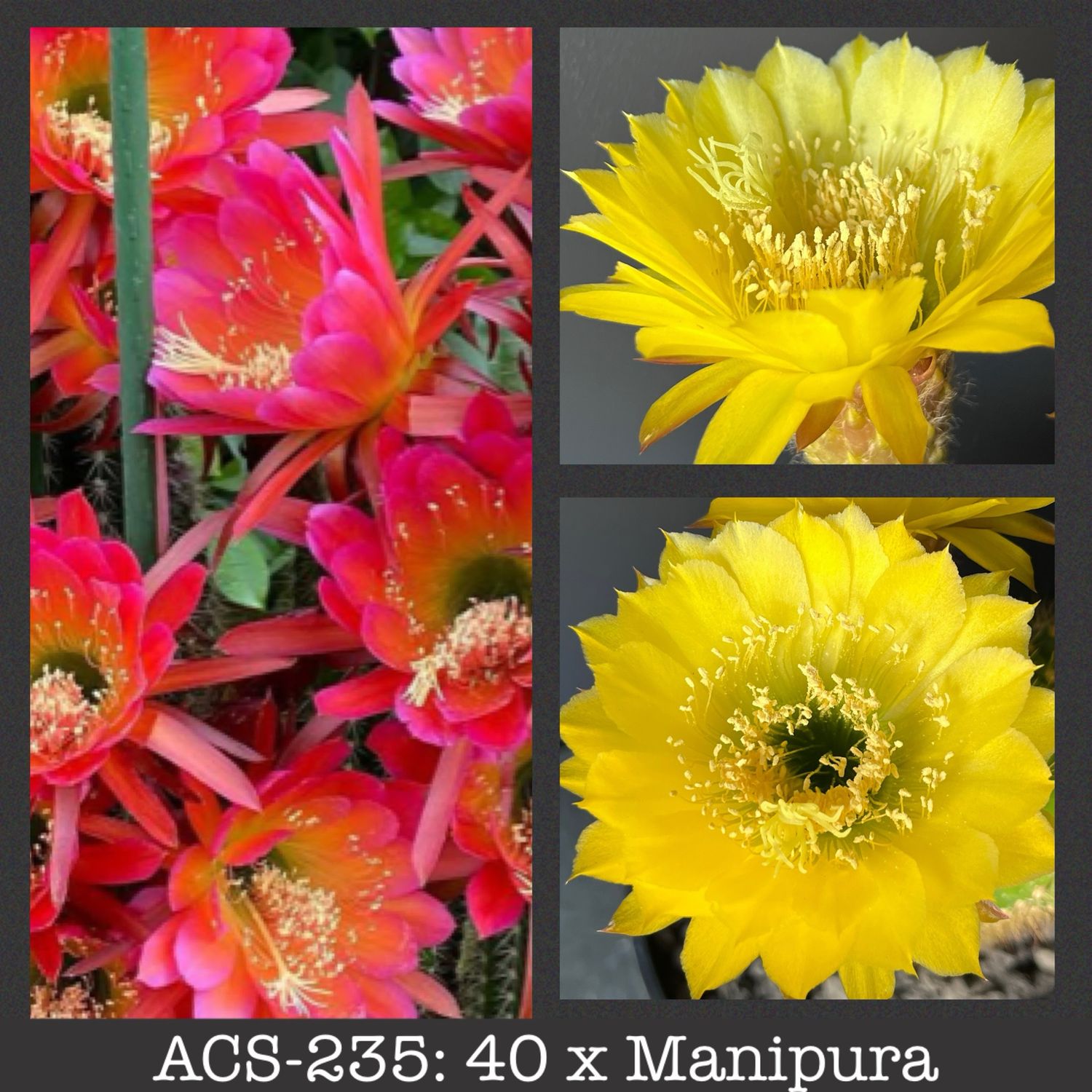 ACS-235: 40 x Manipura