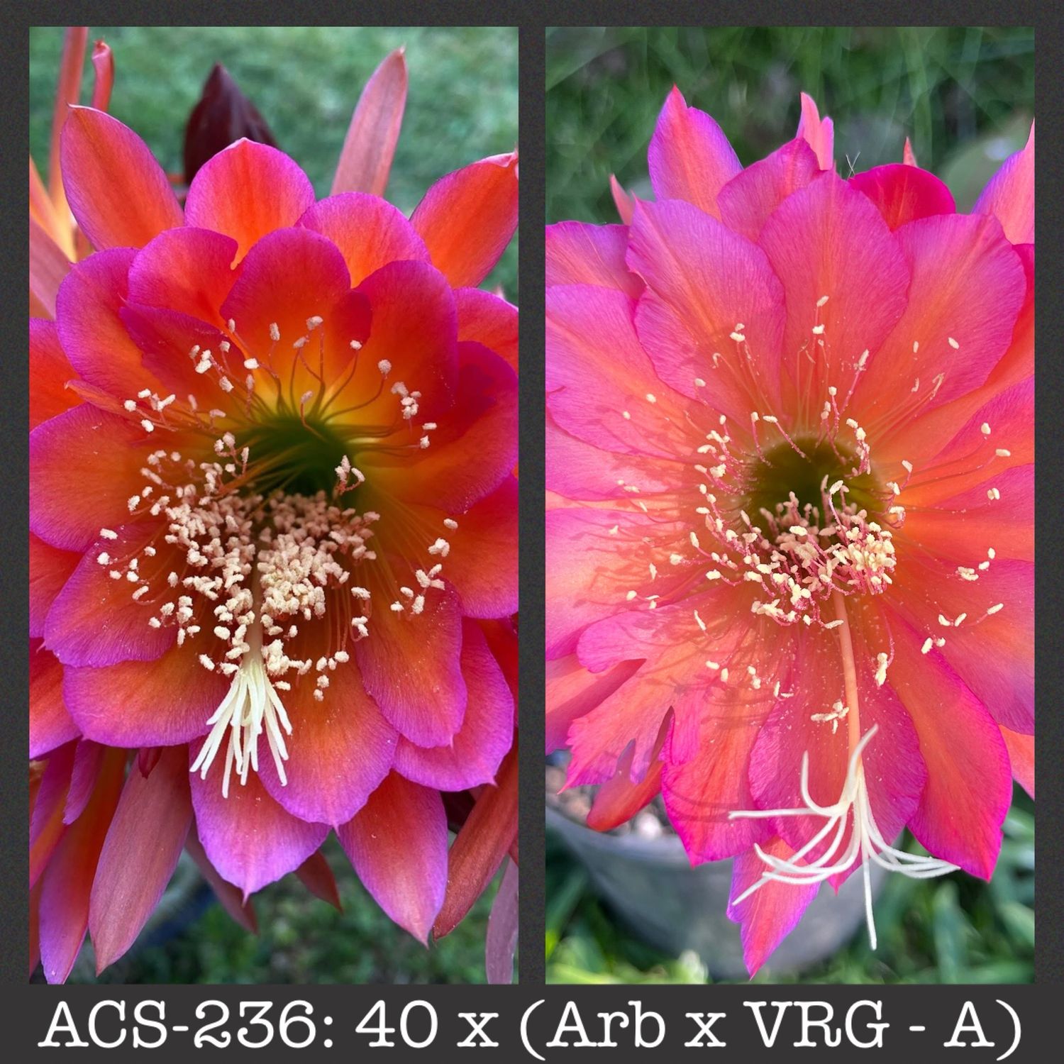 ACS-236: 40 x (ARB x VRG A)