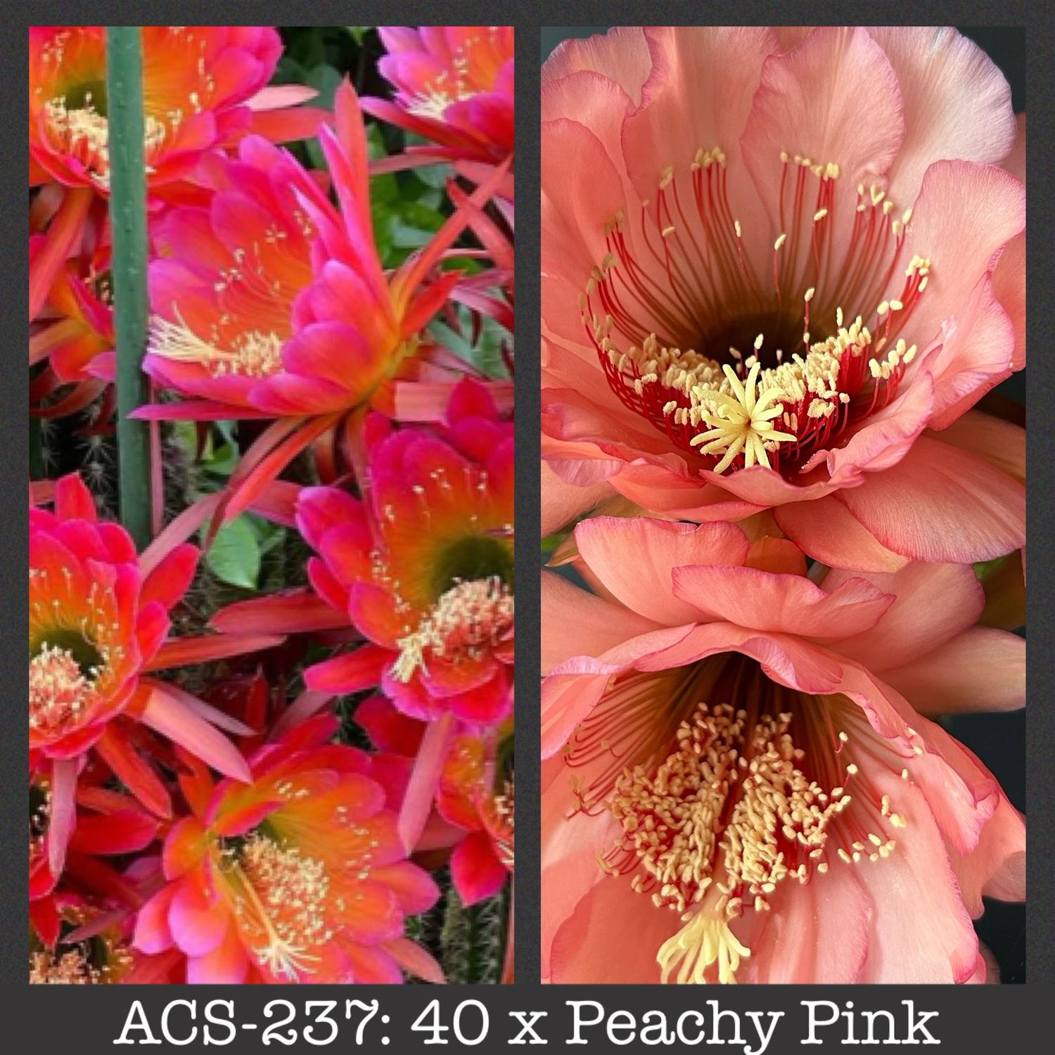ACS-237: 40 x Peachy Pink