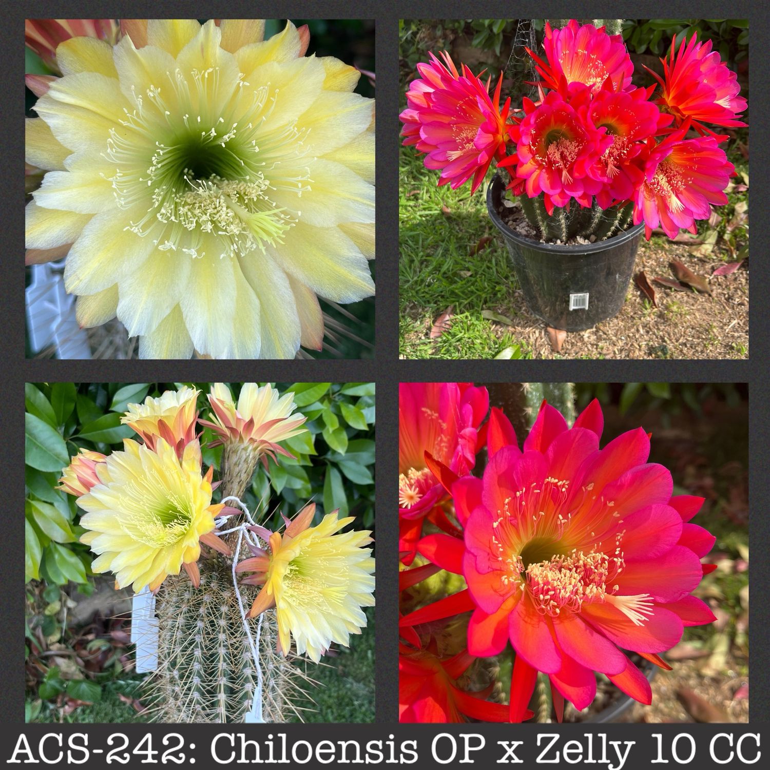 ACS-242: Chiloensis OP x Zelly 10 CC