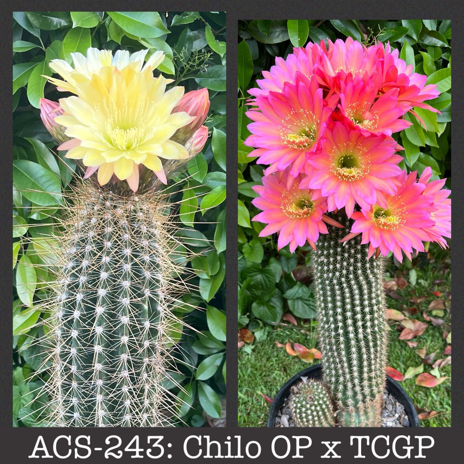 ACS-243: Chiloensis OP x TCGP