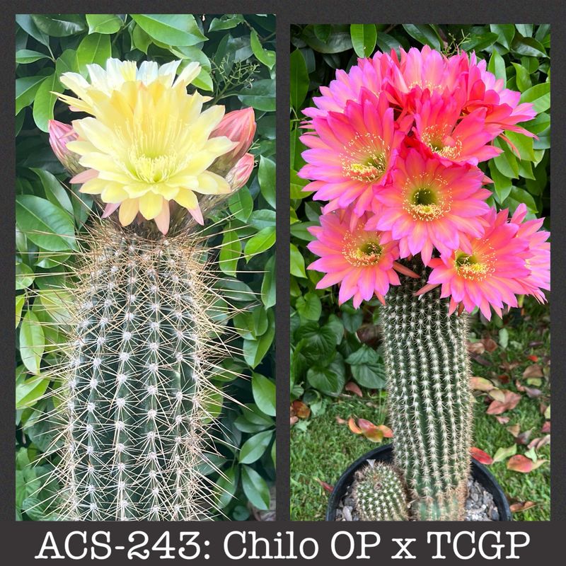 ACS-243: Chiloensis OP x TCGP