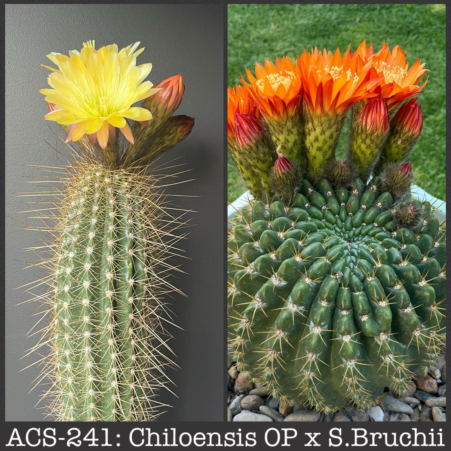 ACS-241: Chiloensis OP x S. Bruchii
