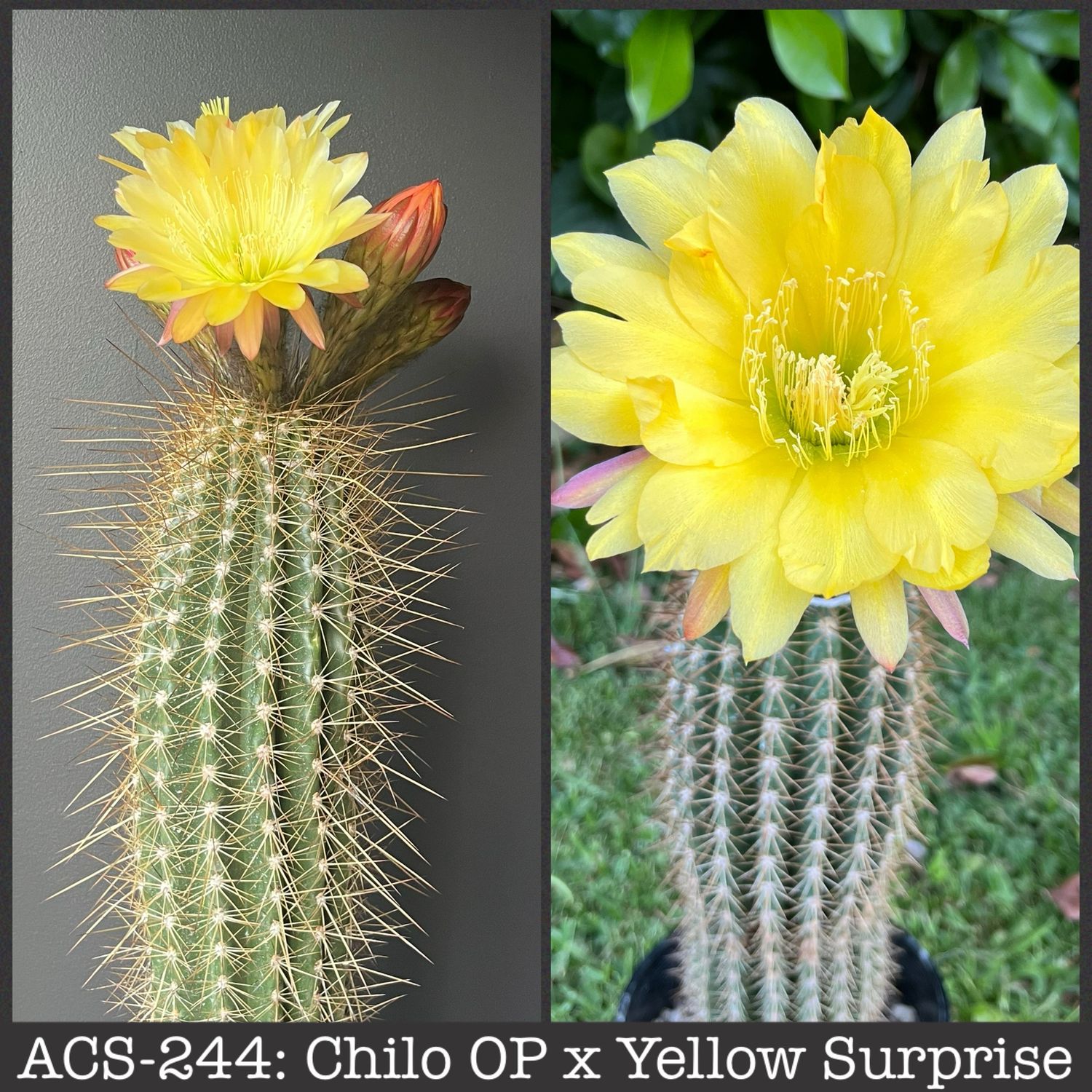 ACS-244: Chiloensis OP x Yellow Surprise