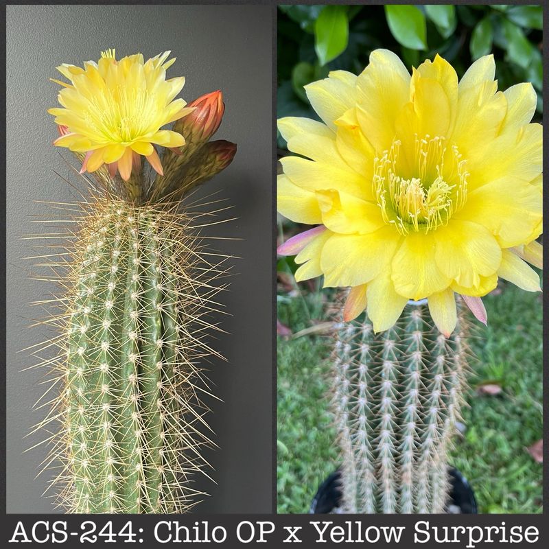ACS-244: Chiloensis OP x Yellow Surprise