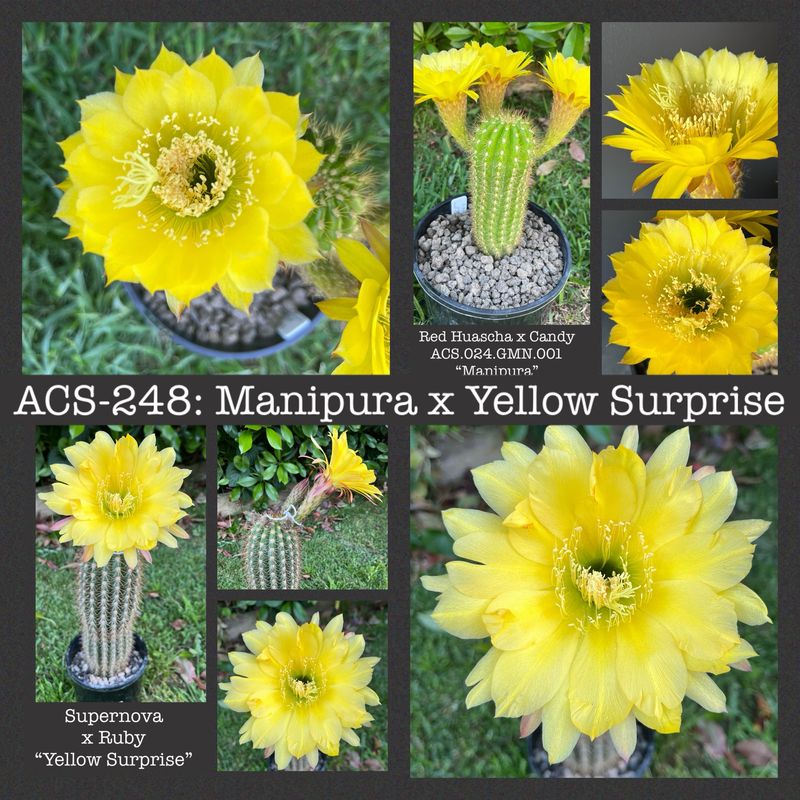 ACS-248: Manipura x Yellow Surprise