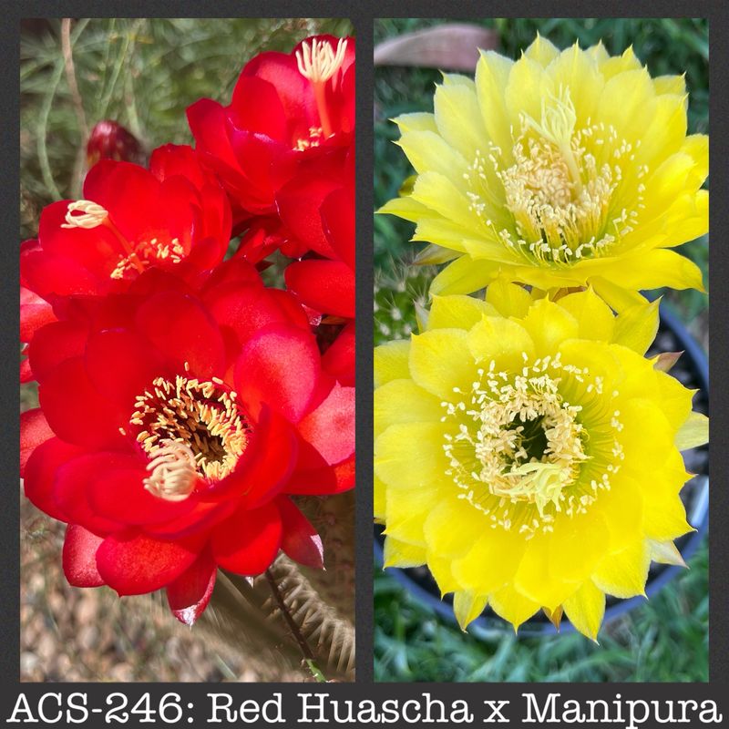 ACS-246: Red Huascha x Manipura
