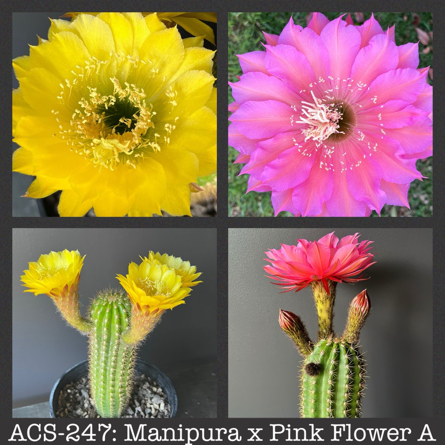 ACS-247: Manipura x Pink Flower A