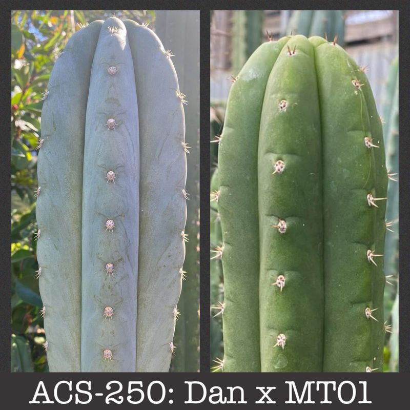 ACS-250: Dan x MT01