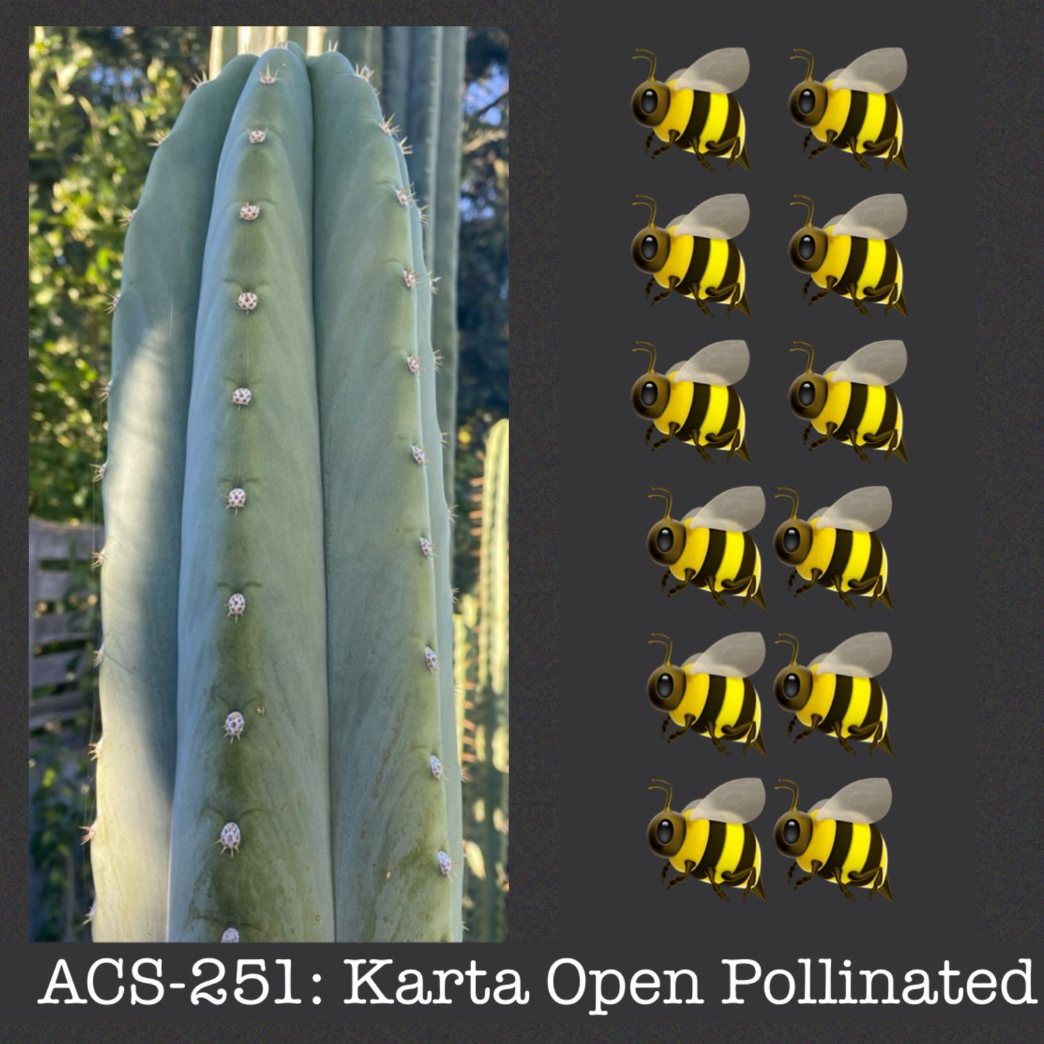 ACS-251: Karta Open Pollinated