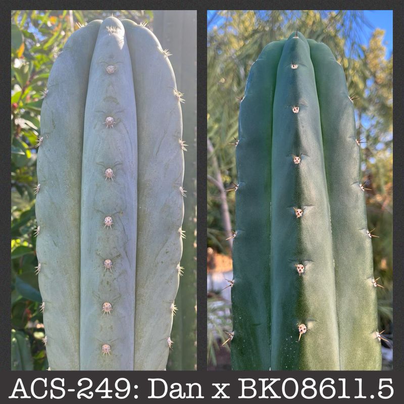 ACS-249: Dan x BK08611.5